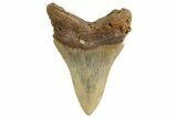 Serrated Fossil Megalodon Tooth - South Carolina #325234-1
